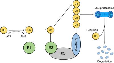 The Roles of TRIMs in Antiviral Innate Immune Signaling